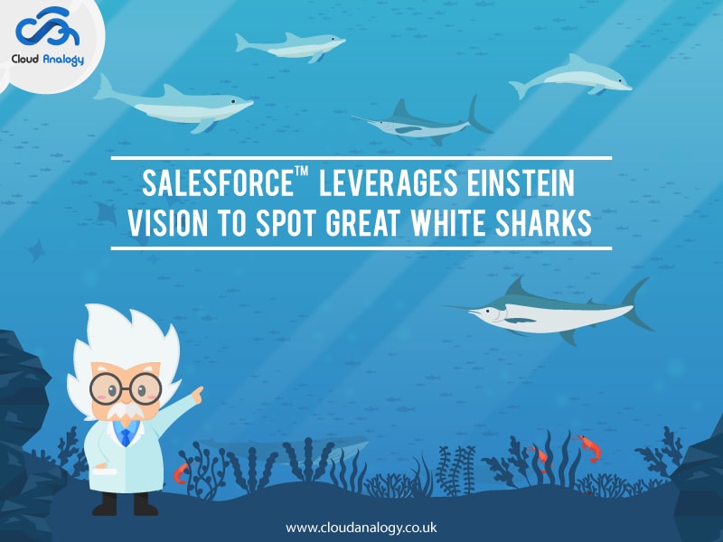 Salesforce Leverages Einstein Vision To Spot Great White Sharks